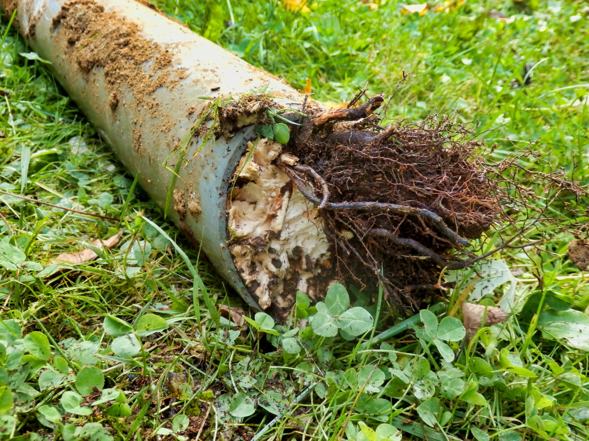A pipe on green grass filled with root growth, this sign of root intrusion is a common cause of plumbing issues in spring and summer.